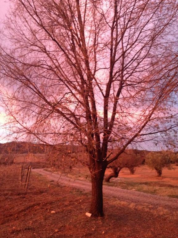 La Bodega Casa Rural Otel Mogente Dış mekan fotoğraf